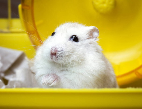 dikke huis huisdier-Jungar hamster zitten in een kooi - Foto, afbeelding