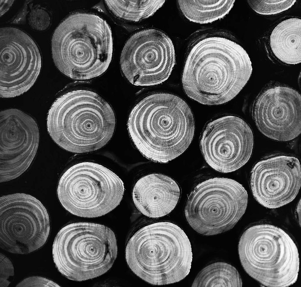 чорно-біла купа дерев'яних колод з віковими колами
 - Фото, зображення