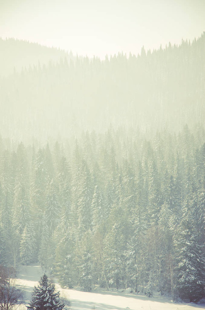 thick fog covered with thick coniferous forest. forest with a bird's eye view . coniferous trees, thickets of green forest. fog covered with thick coniferous forest. - Photo, image