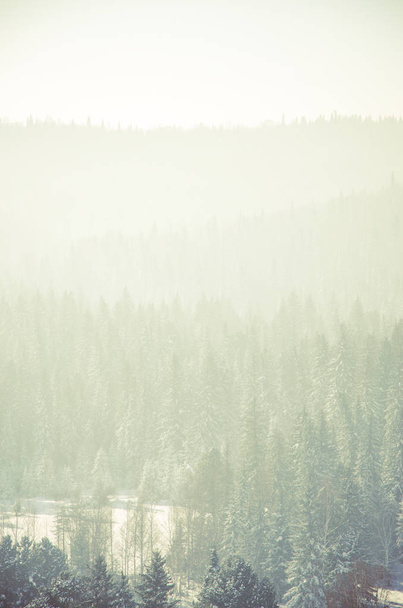 thick fog covered with thick coniferous forest. forest with a bird's eye view . coniferous trees, thickets of green forest. fog covered with thick coniferous forest. - Foto, Bild