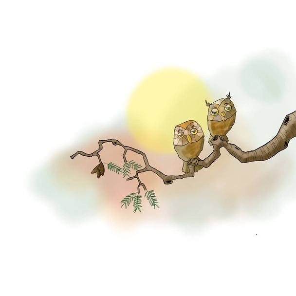owls on branch - Photo, Image