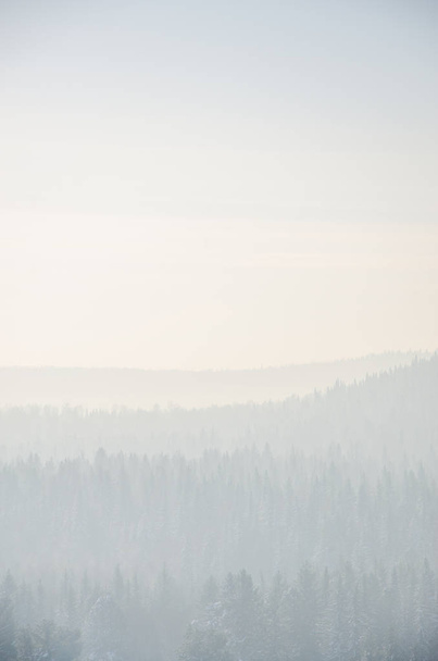 thick fog covered with thick coniferous forest. forest with a bird's eye view . coniferous trees, thickets of green forest. fog covered with thick coniferous forest. - Foto, afbeelding