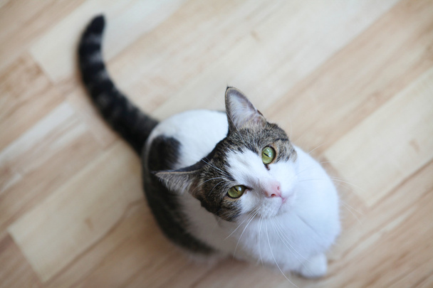 kočka vyhledávání - Fotografie, Obrázek
