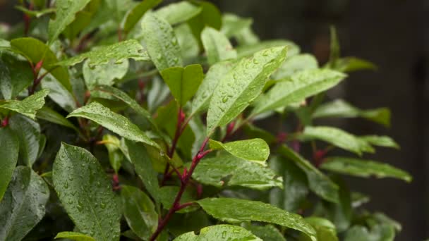 As folhas de louro arbusto com gotas de chuva
 - Filmagem, Vídeo