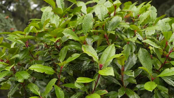 Laurel arbusto con gotas de lluvia
 - Metraje, vídeo