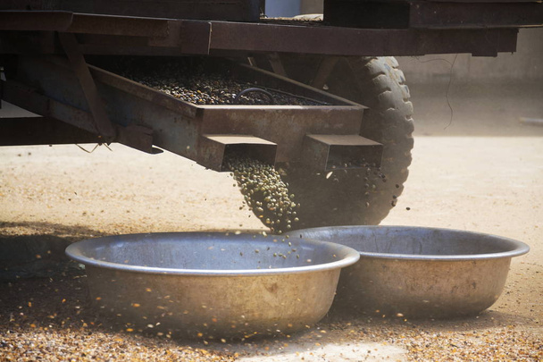 Кава в зернах відсортовано за машину на вулиці у В'єтнамі - Фото, зображення