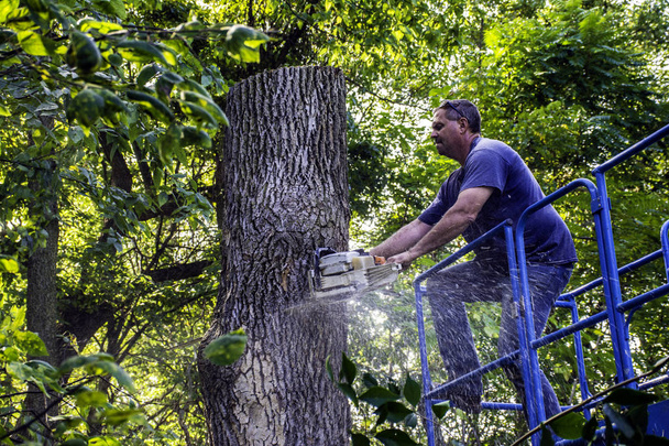 Людина різання дерева
 - Фото, зображення