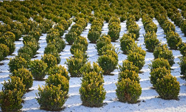 Snow covered rows in a nursery with sculpted boxwood. - Photo, Image