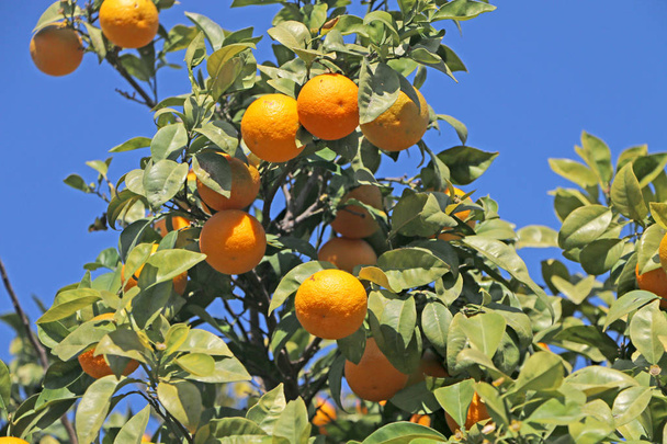 Juicy ripe tangerines on a tree against the sky - Photo, Image