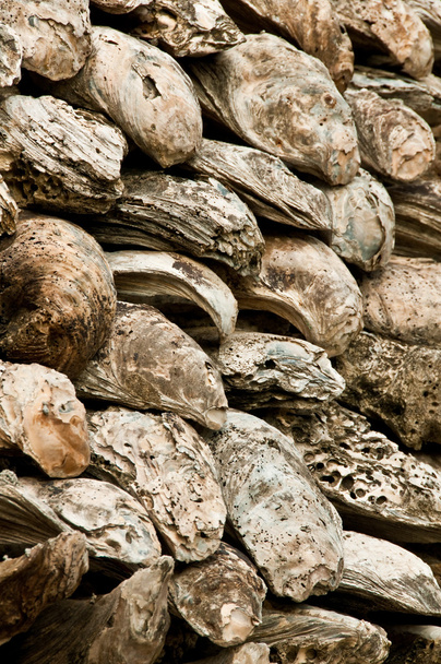 alte riesige Austernmauer - Foto, Bild