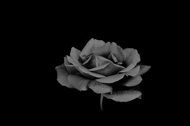 Rose noire et blanche
 - Photo, image