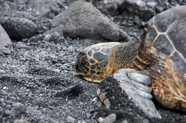 Морская черепаха на пляже, Гавайи, США
 - Фото, изображение