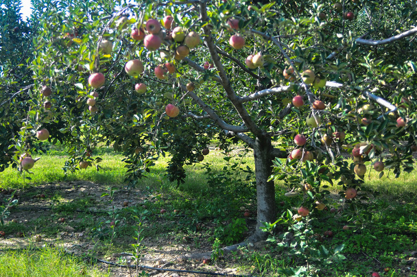 jablečná farma - Fotografie, Obrázek