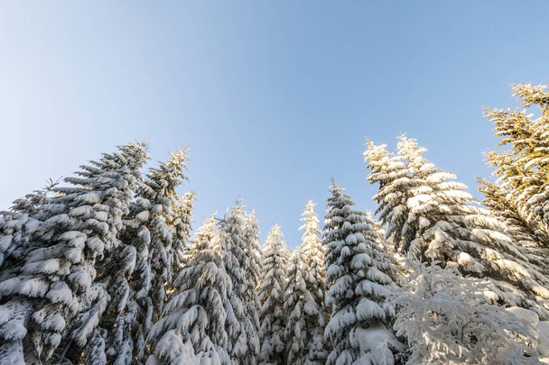Pine trees in mountains in winter sunny day. - Foto, Imagen