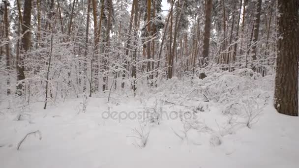 Kamera liikkuu lumisessa metsässä, jossa on paljon mäntyjä. Uskomattoman kaunis puu talvikaudella. Lumen peittämät pensaat painettuina maahan
. - Materiaali, video