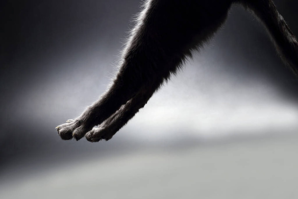 задние ноги серая кошка висит в воздухе
  - Фото, изображение