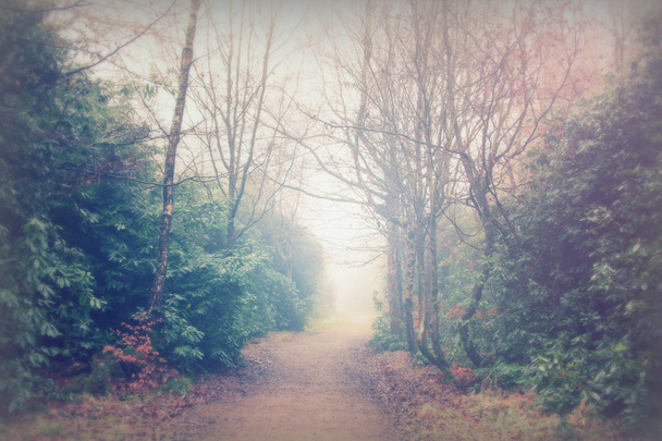 Английский лес в туманное туманное утро
 - Фото, изображение
