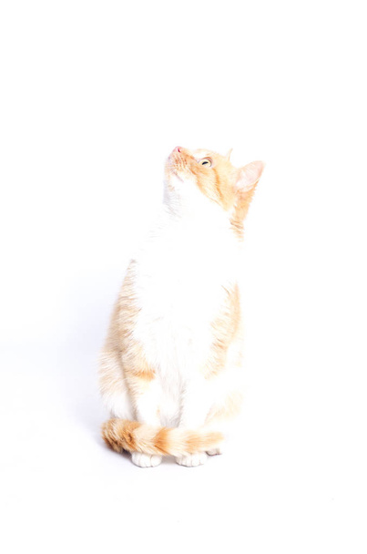red pet cat sits on a white background - Photo, Image