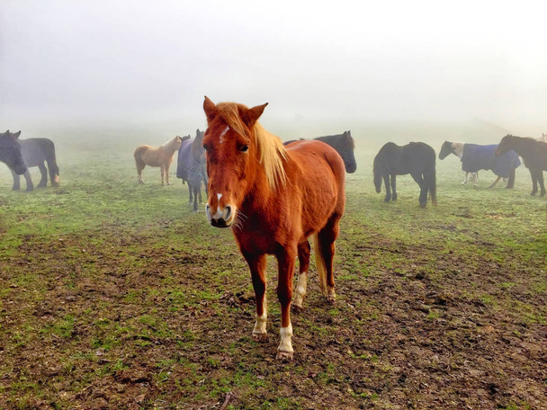 Лошади в утреннем тумане
 - Фото, изображение