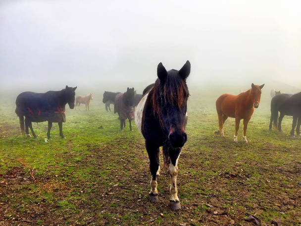 Лошади в утреннем тумане
 - Фото, изображение