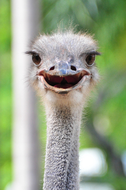 χαμόγελο στρουθοκαμήλου - Φωτογραφία, εικόνα