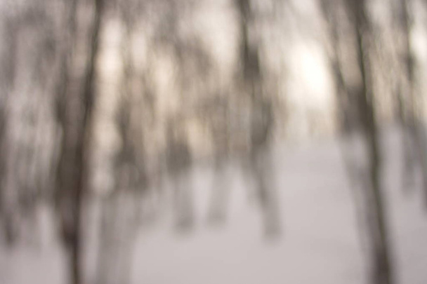 blurred background forest snow winter - Photo, Image