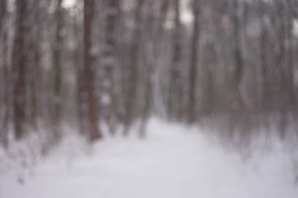 Sfondo nella foresta invernale, texture
 - Foto, immagini