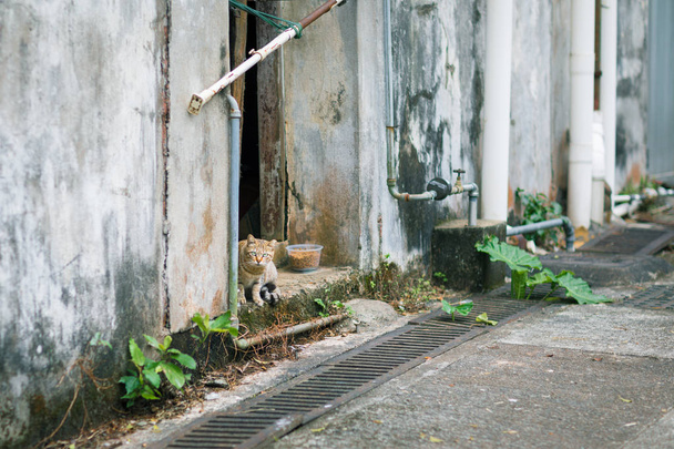 gato vadio em uma casa abandonada
 - Foto, Imagem