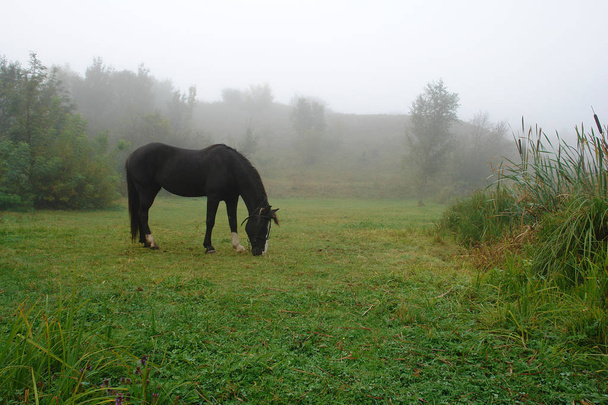 Horse grazing on a rural meadow - Foto, afbeelding