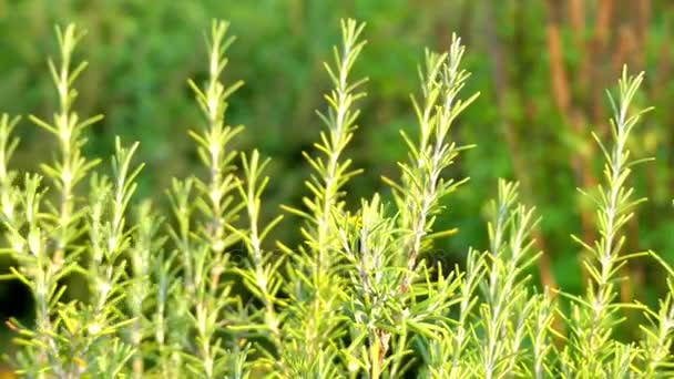 Rosmarinus officinalis, běžně známá jako rozmarýn, je woody, vytrvalá bylina s voňavé, stálezelené, jehlicovité listy, původem z oblasti Středozemního moře. Je členem čeledi hluchavkovitých, Lamiaceae. - Záběry, video