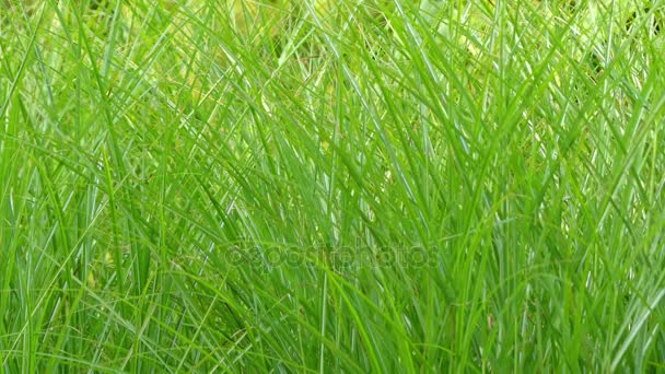 Miscanthus sinensis je druh rostlin patřící do trávy rodiny Poaceae, původem z východní Asie po většinu Číny, Koreje, Tchaj-wanu a Japonska. Je to léčivá trvalka. - Záběry, video