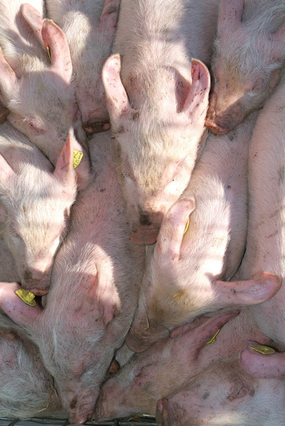 Молодые свиньи
 - Фото, изображение