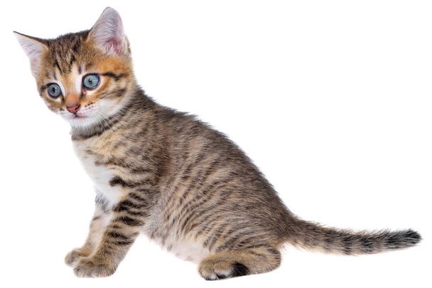 Shorthair brindled gatito aislado
 - Foto, imagen