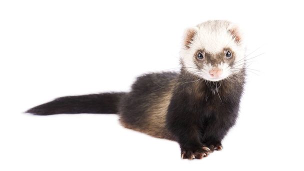 Ferret in full growth lies isolated  - Photo, Image