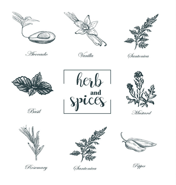 Collection of herbs and spices skech vector. Set medicinal herbs - Vector, Image