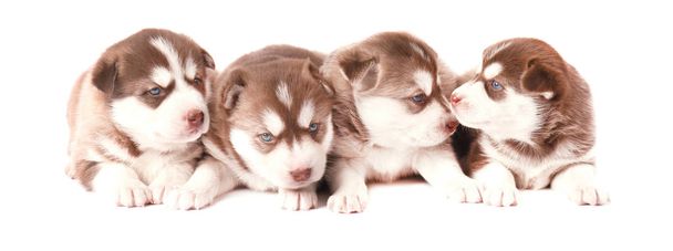 Groep van Siberische husky pups, bruine pups husky geïsoleerd - Foto, afbeelding