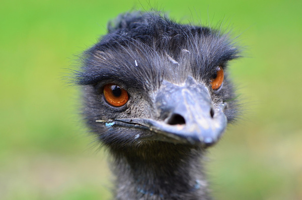 emu ptak - Zdjęcie, obraz