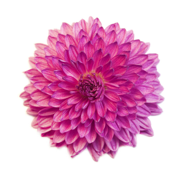 Фіолетовий квітковий бутон хризантема крупним планом, ізольований
 - Фото, зображення