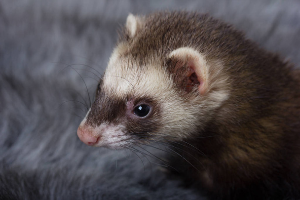 Grey ferret muzzle - Valokuva, kuva