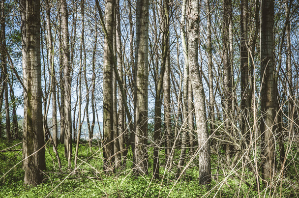 young trees in springtime - Zdjęcie, obraz