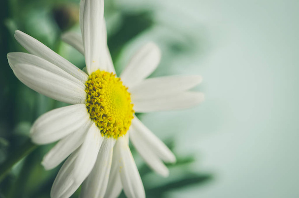 white chrysanthemum flower - Photo, Image
