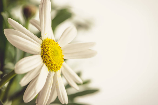 Flor de crisantemo blanco - Foto, imagen
