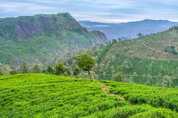 The highlang tea plantations - Photo, image