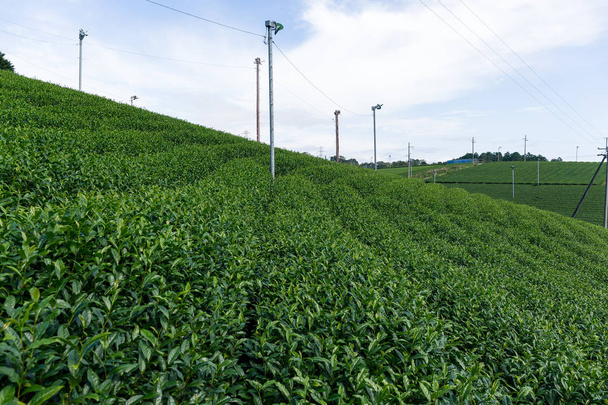 Tea Plantation on farm - Photo, Image
