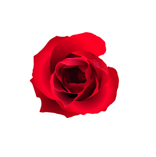 Absztrakt red rose, elszigetelt - Vektor, kép