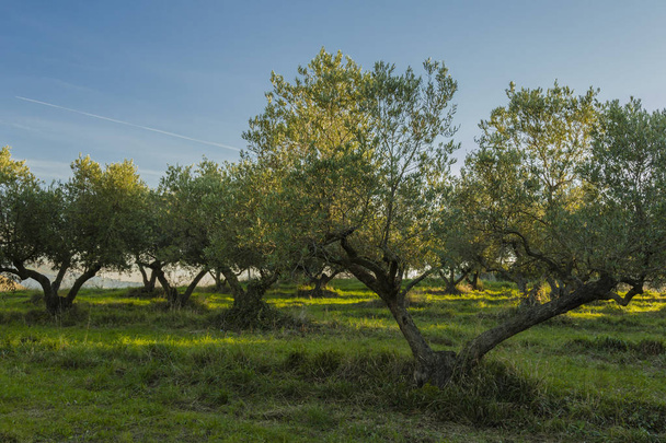 Mediterranean olive field with old olive tree in Monteprandone (Marche) Italy. - Photo, Image