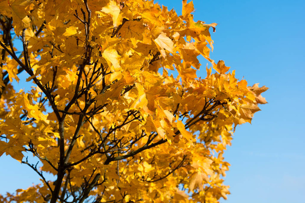 Árvore de bordo de outono
 - Foto, Imagem