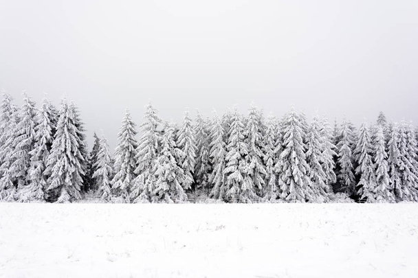Снежные и замерзшие деревья в хвойных лесах
 - Фото, изображение