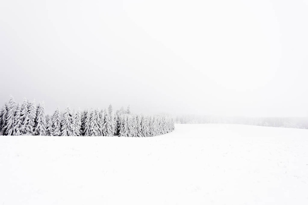 Frosted and snowy coniferous forest edge - Фото, зображення