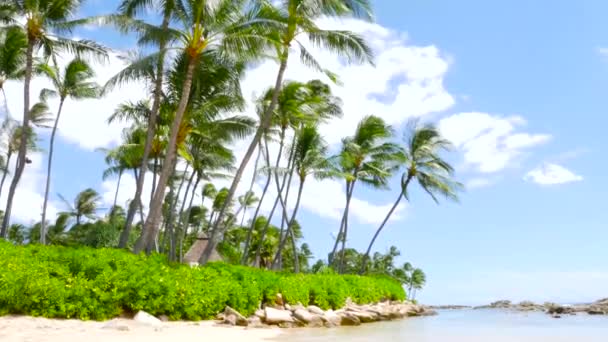 熱帯の島。砂浜のヤシの木 - 映像、動画